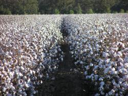 Хлопчатник — Конкурсное сортоиспытание Хлопчатник — Конкурсное сортоиспытание