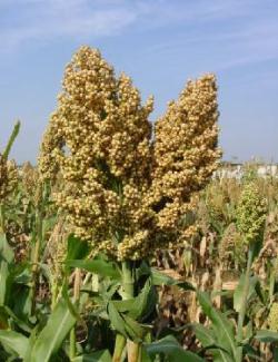 Сорго - Методика и техника селекционного процесса Сорго - Методика и техника селекционного процесса